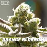 BSF Seeds Orange Blossom