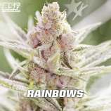 BSF Seeds Rainbows