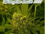 Babylon Seeds Bank Babylon Kush