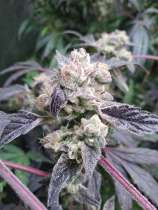 Barba Seeds Especias