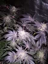 Barba Seeds Galleta