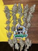 Bardi Green Voohoo Genetics Lime Frosty