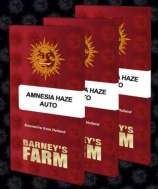 Barneys Farm Amnesia Haze Auto