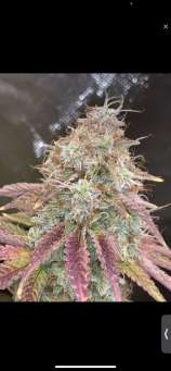 Bayou Boys Genetics Slurriwinkle Pie