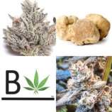 Beleaf Cannabis Love White Truffle