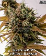 Best Coast Genetics Grandaddy x Bruce Banner