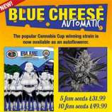 Blue Cheese Automatic