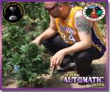 Big Buddha Seeds Super Automatic Sativa