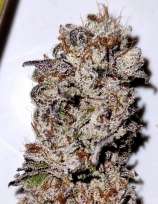 Big Dog Exotic Cannabis Seeds Truffle Affair