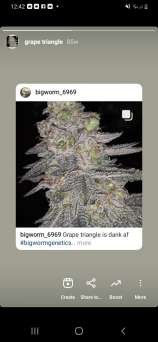 Bigworm Genetics Grape Triangle