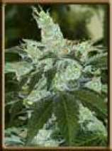 Black Label Jack Herer