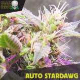 Black Skull Seeds Auto Stardawg