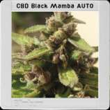 Black Mamba Auto CBD