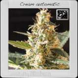 Blim Burn Seeds Cream Automatic