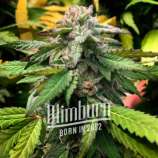 Blim Burn Seeds Scott OG