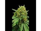 Blim Burn Seeds Superautomatic