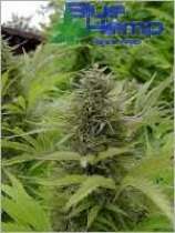 BlueHemp Switzerland NLB