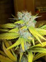 Bodhi Seeds Gold Star