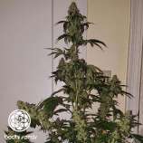 Bodhi Seeds Neroli 91