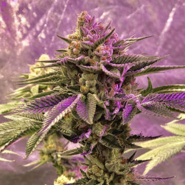 Time Bandit (Bodhi Seeds) :: Cannabis Strain Info