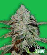 Bomb Seeds Atomic