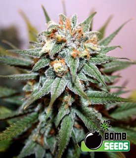 Hash Bomb (Bomb Seeds) :: Cannabis Strain Info