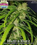 Boneyard Seeds Norcal Haze-4-Dayz