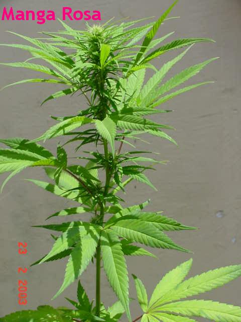 Featured image of post Bud De Manga Rosa Sementes de cannabis sativa nome cientifico dado a maconha 10 unidades cannabis sativa manga rosa skunk