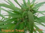 Brazilian Seed Company Tropical Treat Special
