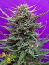 Breaking Buds Seeds Cream Crystal Meth