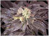 Breeder Seeds Crew Kush Rau300