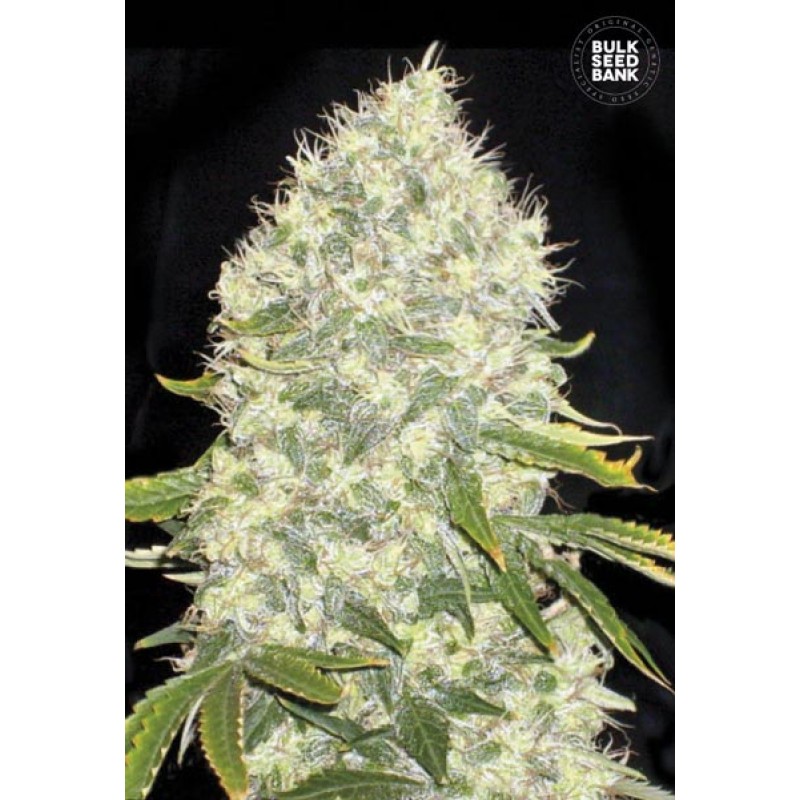 White Widow Feminized Seeds For Sale - Buy Online >> ILGM