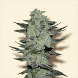 Bulk Seeds Auto Jack Herer