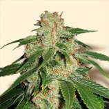 Bulk Seeds Jack Herer