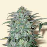 Bulk Seeds Mazar