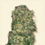 Bulk Seeds NY Diesel