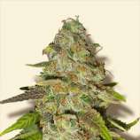 Bulk Seeds Pineapple Chunk