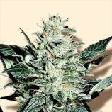 Bulk Seeds Sensi Star