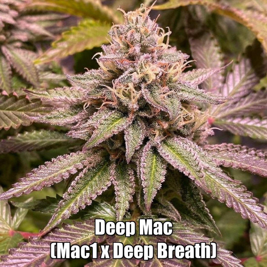 Deep Mac from Bulletproof strains.io cannabis marijuana