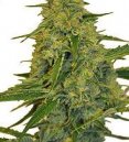 CBD Chem Dawg (CBD Botanic) :: Cannabis Strain Info