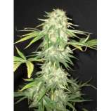 Yumbolt (CBD Seeds) :: Cannabis Strain Info