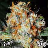 Cali Kush Farms Jaffa Cake