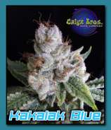 Calyx Bros. Seed Co. Kakalak Blue