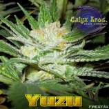 Calyx Bros. Seed Co. Yuzu