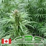 Canadian Bred Seeds Pure Mighty Mite