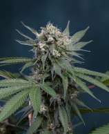 Canadian Cannabis Genetics Strawberry Bomb
