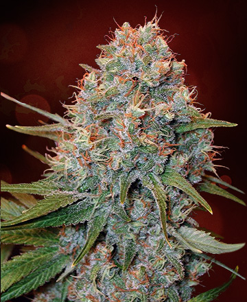 Double Jack (Canadian Seed Lab) :: Cannabis Strain Info
