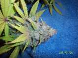 CannaVenture Seeds Star Berry Indica