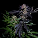 Cannabis Family Seeds Dark Horse