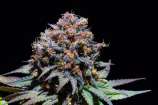 Cannabis Family Seeds Fluidic Space
